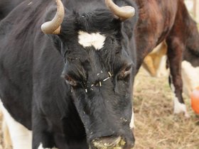 2011-07-02-447 Minuet (c) Jason Grossman.jpg